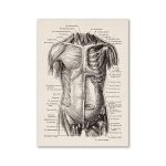 Oggetto scientifico illustrato con dettagli muscolari e scheletrici umani, ideale per decorazioni educative e scientifiche. Perfetto per appassionati di anatomia e studenti.