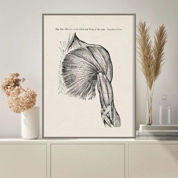 Muscolo umano anatomico, illustrazione scientifica dettagliata, decorazione per appassionati di biologia e scienza.