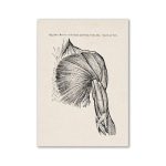 Disegno dettagliato dei muscoli del torace e del braccio, con vista frontale, evidenziando le strutture muscolari principali e le loro connessioni anatomiche.