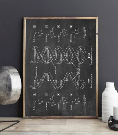 Diagramma dettagliato della struttura del DNA su lavagna scolastica, illustrando le sequenze di nucleotidi e le doppie eliche.