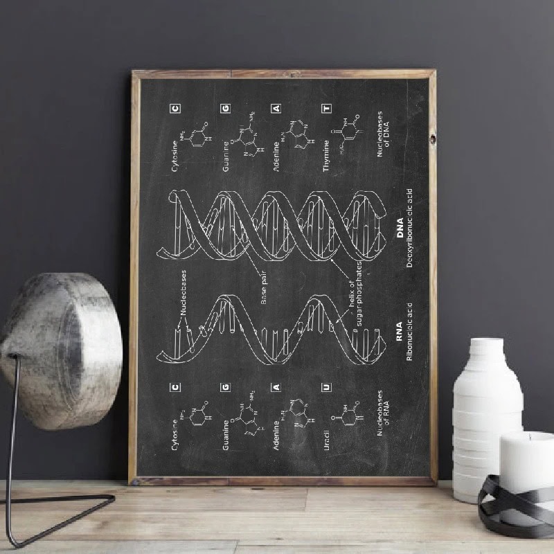 Diagramma dettagliato della struttura del DNA su lavagna scolastica, illustrando le sequenze di nucleotidi e le doppie eliche.