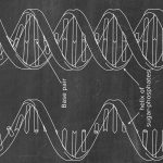 Diagramma schematico di una doppia elica di DNA con etichette di base pair e eliche di zucchero-fosfato, illustrando la struttura molecolare del DNA.