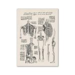Scheletri umani e disegni anatomici storici.