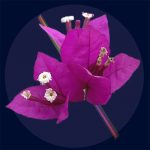 Immagine di un fiore di Bougainvillea fucsia, decorativo e realistico, ideale per decorazioni scientifiche e oggetti da collezione.