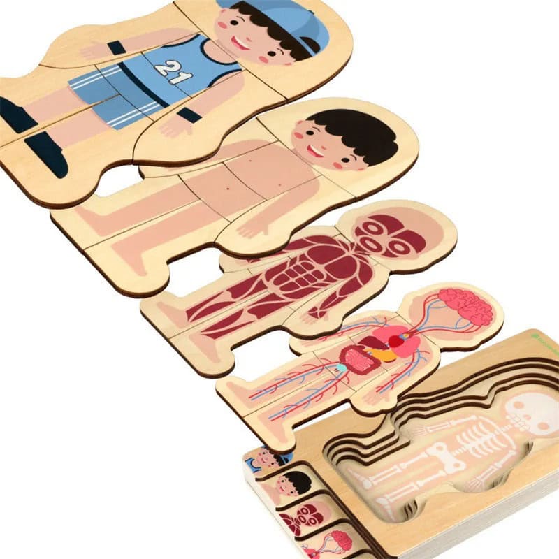 Corpo Umano in Legno - Set Didattico Educativo Oggetto scientifico in legno raffigurante il corpo umano, con parti mobili per studio e apprendimento.