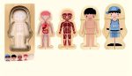 Modello didattico del corpo umano in plastica con rappresentazioni di scheletro, organi, muscoli e sistema circolatorio, ideale per scopi educativi e decorativi scientifici.