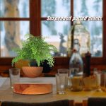 Vaso sospeso con pianta verde in ambiente luminoso, ideale come decorazione scientifica e naturale. Perfetto per aggiungere un tocco di freschezza e stile alla tua casa o ufficio.