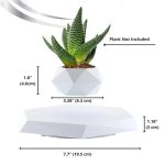 Piccola pianta succulenta in vaso geometrico bianco, ideale come decorazione scientifica o da scrivania, con dimensioni compatte e design elegante.