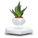 Pianta succulenta in vaso decorativo geometrico bianco, perfetta per decorazioni scientifiche e moderne. Ideale come oggetto decorativo per ambienti di studio o ufficio.