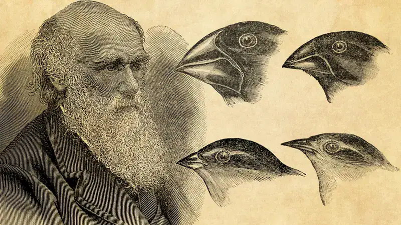 L'uomo con barba e capelli grigi, in abbigliamento storico, osserva un disegno di quattro teste di uccelli, illustrato in stile antico.