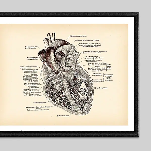 Il cuore umano illustrato con dettagli anatomici, etichette e descrizioni scientifiche, incorniciato e perfetto come decorazione educativa o da collezione.