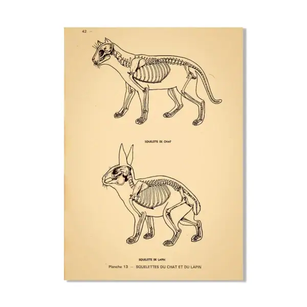 Soggetto di un disegno anatomico di un animale con dettagli scheletrici e muscolari, in stile vintage, con etichette in francese. Perfetto come decorazione scientifica o oggetto da collezione.