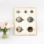 Oggetto decorativo con illustrazioni dettagliate di diverse parti dell'occhio umano, ideale per appassionati di scienza e decorazioni educative.