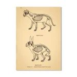 Scheletri di animali con dettagli anatomici, illustrati in stile vintage, ideali come decorazioni scientifiche o per scopi educativi.