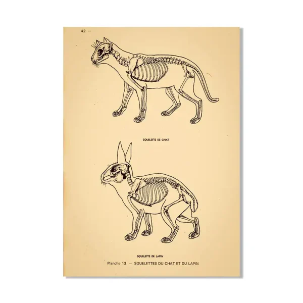 Scheletri di animali con dettagli anatomici, illustrati in stile vintage, ideali come decorazioni scientifiche o per scopi educativi.