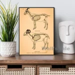 Scheletro di un animale e di una capra, illustrazione scientifica vintage.