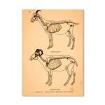 Diagramma anatomico di uno scheletro di capra e di un altro animale, con dettagli delle ossa e delle strutture scheletriche.