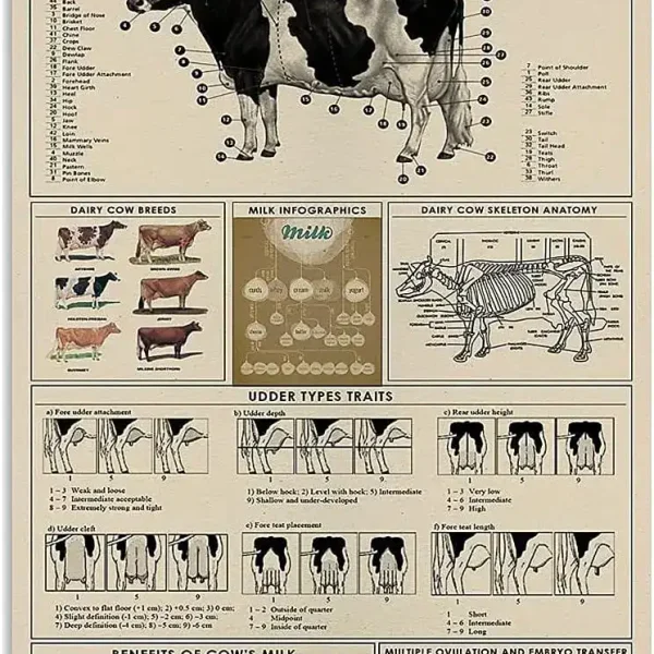 Diagramma dettagliato dell'anatomia di una mucca da latte, con etichette delle parti del corpo, razze, caratteristiche e benefici del latte vaccino. Ideale come decorazione scientifica educativa.