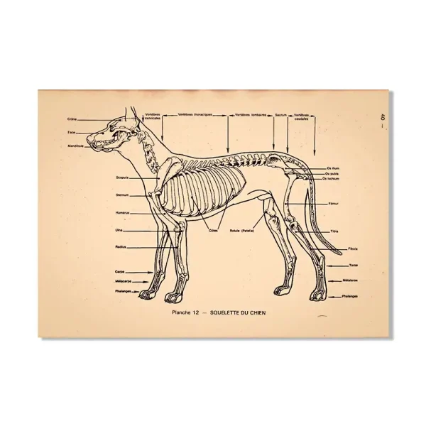 Diagramma anatomico di un cane che mostra lo scheletro e le parti del corpo, ideale per decorazioni scientifiche e studi veterinari.