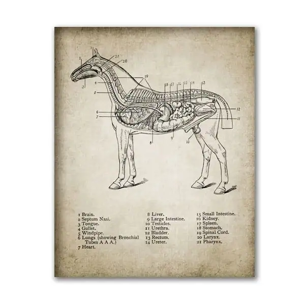 Diagramma anatomico di un cavallo con dettagli delle parti interne come cervello, cuore, intestino e altri organi, illustrato in stile vintage.