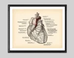 Diagramma dettagliato del cuore umano con etichette anatomiche, illustrando le parti principali come atri, ventricoli, arterie e vene, ideale per decorazioni scientifiche e studi medici.