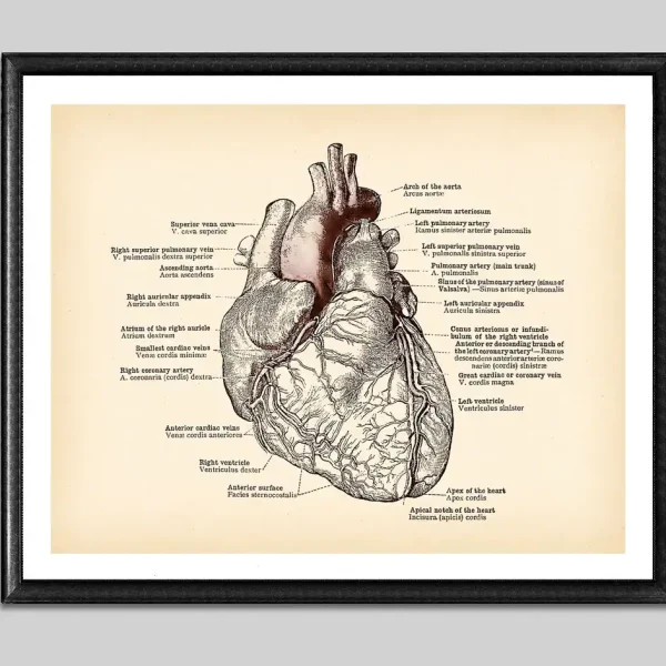 Diagramma dettagliato del cuore umano con etichette anatomiche, illustrando le parti principali come atri, ventricoli, arterie e vene, ideale per decorazioni scientifiche e studi medici.