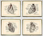 Diagrammi anatomici del cuore umano con dettagli e etichette.