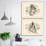 Immagine di due stampe artistiche raffiguranti un cuore umano e un cuore anatomico, ideali come decorazioni scientifiche per ambienti educativi o studi medici.