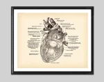 Diagramma anatomico dettagliato del cuore umano con etichette delle parti principali, come atri, ventricoli e arterie, in stile illustrativo vintage.