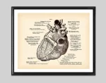 Cuore umano anatomico con etichette e descrizioni.