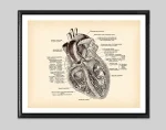 Oggetto scientifico decorativo: cuore umano anatomico storico in stile vintage, incorniciato, perfetto come decorazione da parete per appassionati di scienza e medicina.