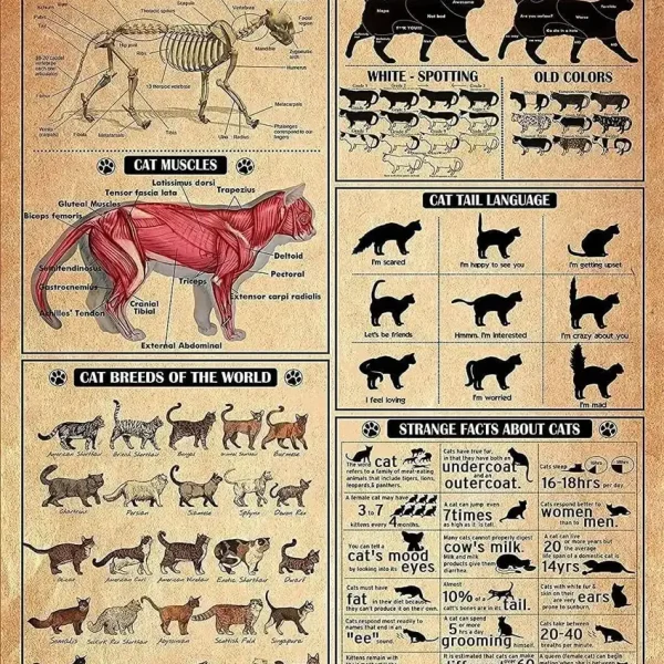 Infografica educativa sui gatti, con anatomia scheletrica, muscoli, varietà di razze, linguaggio della coda e curiosità sorprendenti, ideale per appassionati e studenti di zoologia.