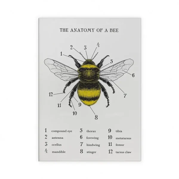 Dettaglio dell'ape con etichette che indicano occhi, antenne, ali e altre parti anatomiche.