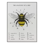 Diagramma dettagliato dell'anatomia di un'ape, con etichette numeriche che indicano occhi, antenne, ali, zampe e altre parti chiave. Ideale per decorazioni scientifiche e studi educativi.