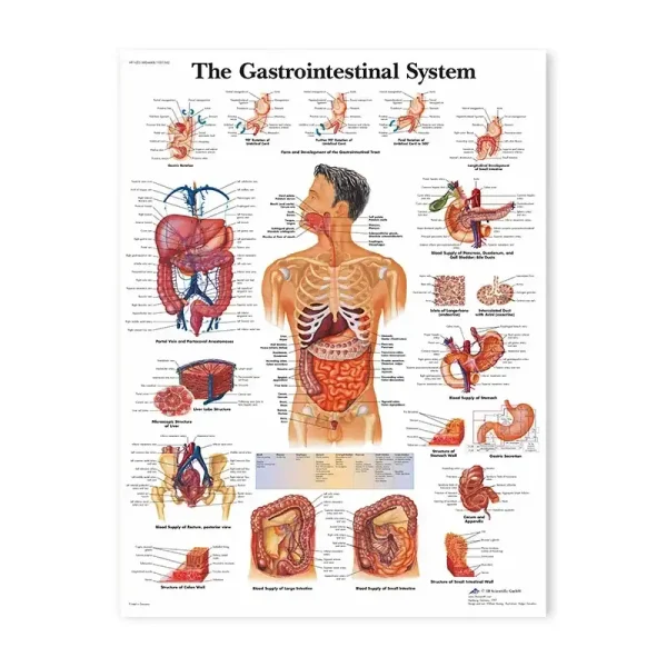 Infografica del sistema gastrointestinale con dettagli anatomici di organi come stomaco, intestino e fegato, utile per decorazioni scientifiche e studi.