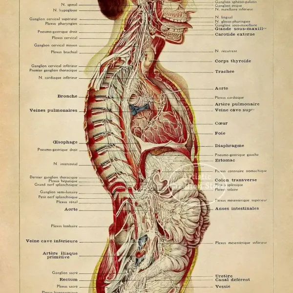 Rappresentazione dettagliata del corpo umano con muscoli, organi e strutture scheletriche, ideale per decorazioni scientifiche e studi anatomici.