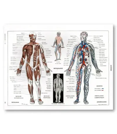 Diagramma anatomico del sistema nervoso e circolatorio umano con dettagli muscolari e vascolari, ideale come decorazione scientifica educativa.
