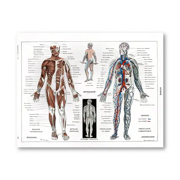 Diagramma anatomico del sistema nervoso e circolatorio umano con dettagli muscolari e vascolari, ideale come decorazione scientifica educativa.