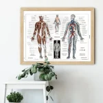 Poster illustrativo dell'anatomia umana con dettagli muscolari e scheletrici, ideale per studi e decorazioni educative.