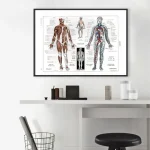 Poster anatomico umano con dettagli muscolari e circolatori, ideale per studi e decorazioni scientifiche.