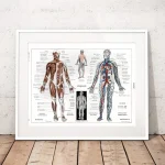 Diagramma dettagliato del corpo umano che mostra i sistemi muscolare e circolatorio, ideale per decorazioni educative e scientifiche.