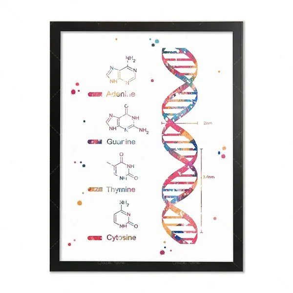 Poster decorativo con rappresentazione del DNA e formule chimiche di adenina, guanina, timina e citosina, ideale per appassionati di scienza e biologia.