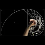 Diagramma con spirale di Fibonacci e proporzioni auree, rappresentazione grafica di sequenze matematiche e proporzioni naturali.