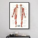 Diagramma dettagliato del corpo umano con muscoli e ossa, ideale per decorazioni scientifiche e studi anatomici.
