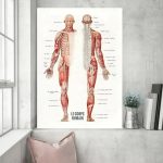 Poster illustrativo dell'anatomia umana con dettagli sui muscoli e scheletro, ideale per studi e decorazioni educative.