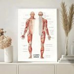 Piantina anatomica del corpo umano con dettagli muscolari e scheletrici, ideale come decorazione scientifica per studi o ambienti educativi.