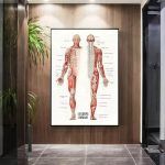 Poster illustrativo dell'anatomia umana con dettagli muscolari e scheletrici, ideale per studi e decorazioni scientifiche.