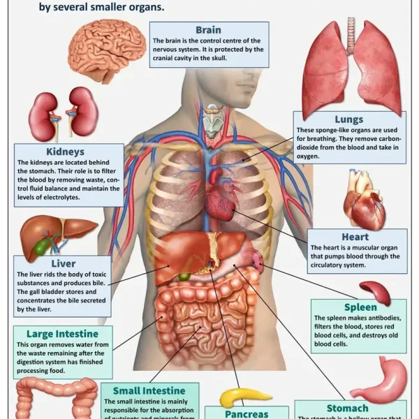 Anatomia umana e organi vitali.
