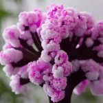 Dettaglio di una pianta con fiori rosa e bianchi, evidenziando la struttura e i colori vivaci dei fiori.