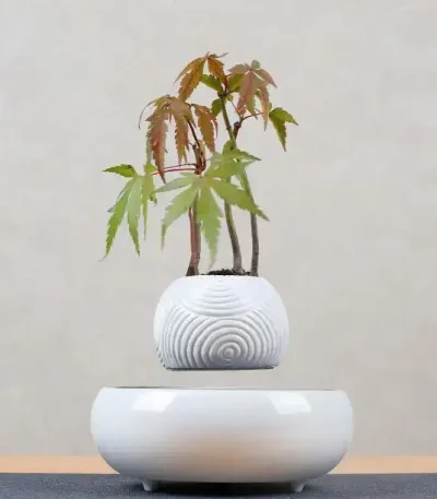 Vaso decorativo con pianta di acero giapponese, ideale come oggetto scientifico o decorativo per ambienti moderni.